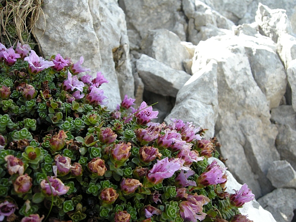 Saxifraga oppositifolia