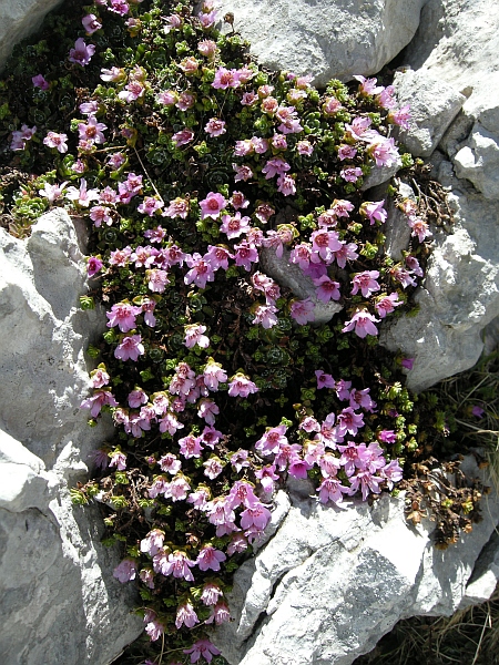 Saxifraga oppositifolia