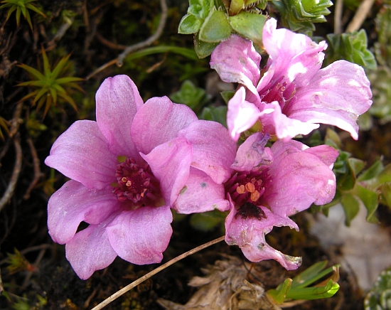 Saxifraga oppositifolia