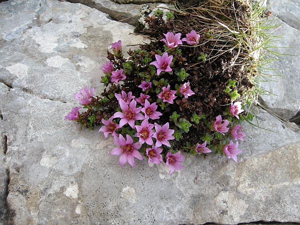 Saxifraga oppositifolia
