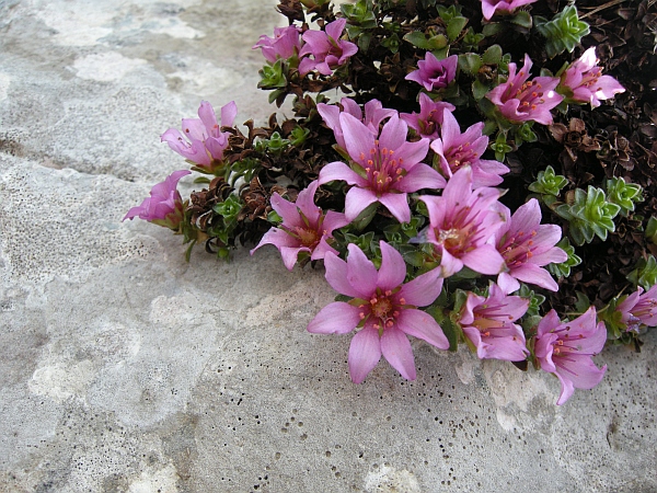 Saxifraga oppositifolia