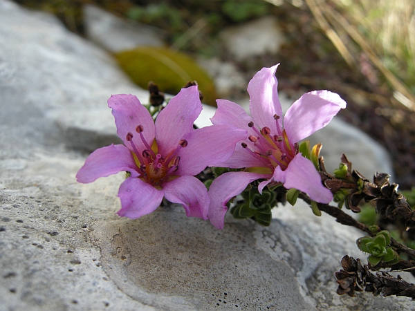 Saxifraga oppositifolia