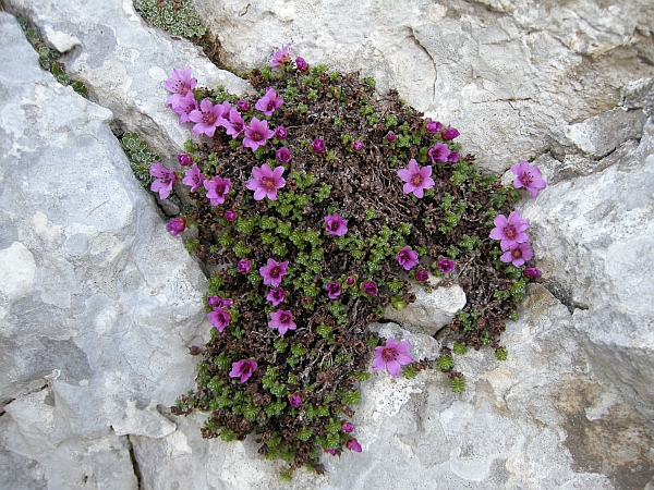 Saxifraga oppositifolia