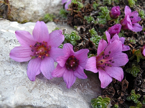 Saxifraga oppositifolia
