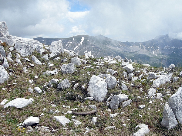 Camoscio d''Abruzzo Rupicapra pyrenaica ornata