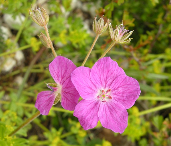 Erodium alpinum / Erodio alpino