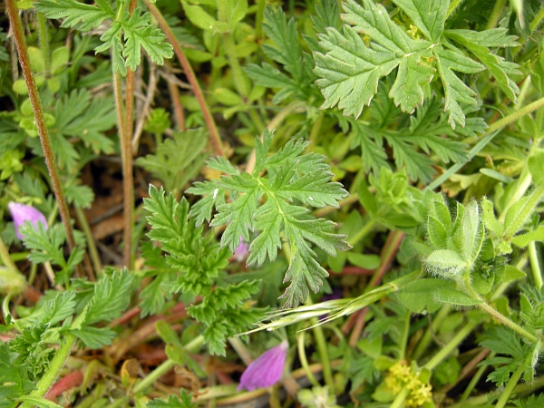 Erodium alpinum / Erodio alpino