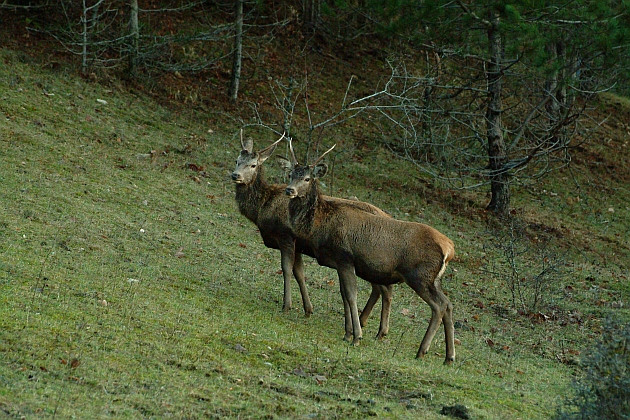 PASSIONE PER IL CERVO