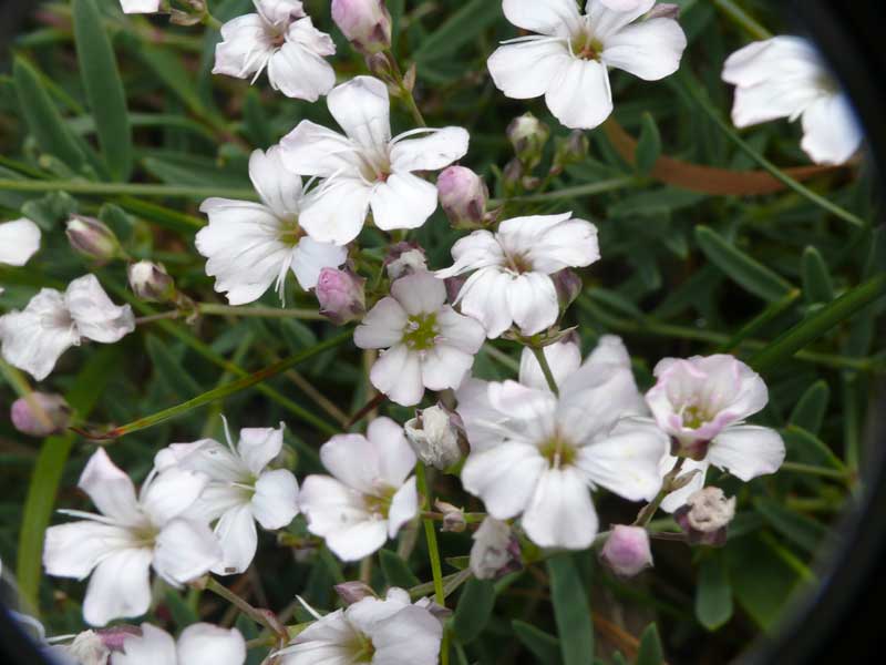 Silene acaulis