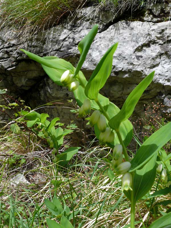 Polygonatum multiflorum