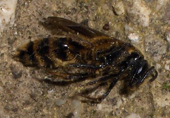 Invasione di Apidae Halictinae nel mio deposito legna