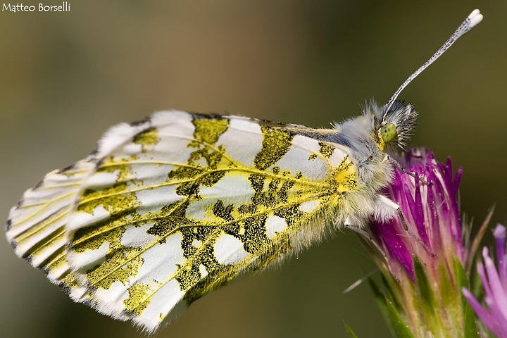 Femmina di Anthocaris Cardamines?