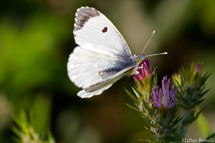 Femmina di Anthocaris Cardamines?