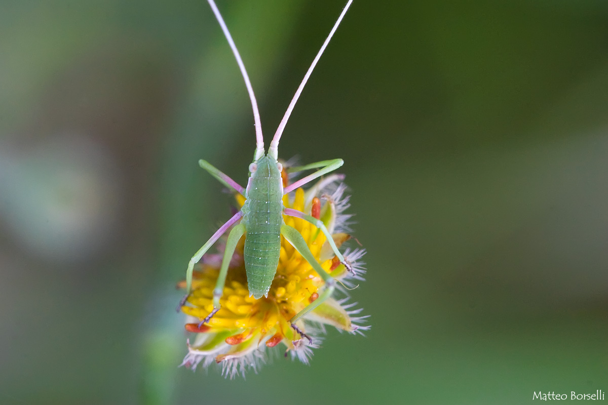 Aiuto per identificazione insetti del Monte Amiata