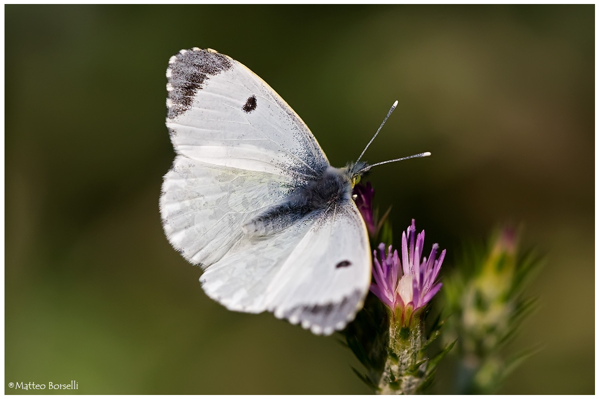 Femmina di Anthocaris Cardamines?