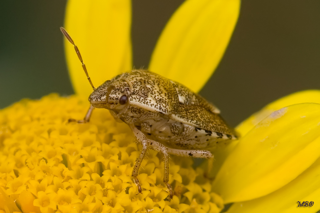 Aiuto per identificazione insetti del Monte Amiata