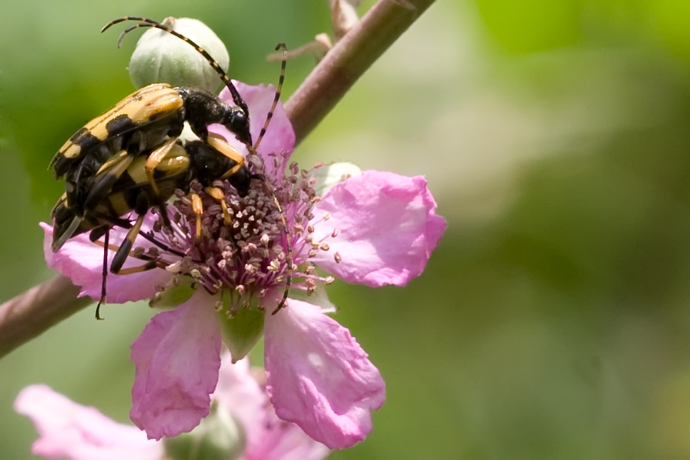 Aiuto per identificazione insetti del Monte Amiata