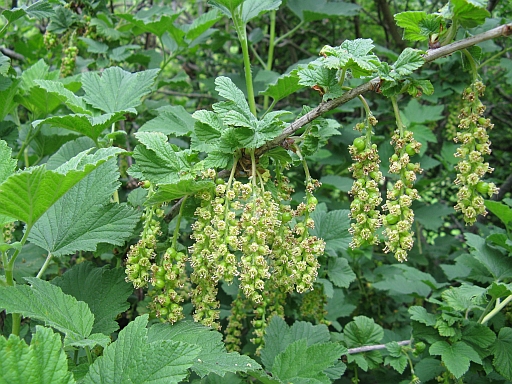 Ribes multiflorum / Ribes multifloro