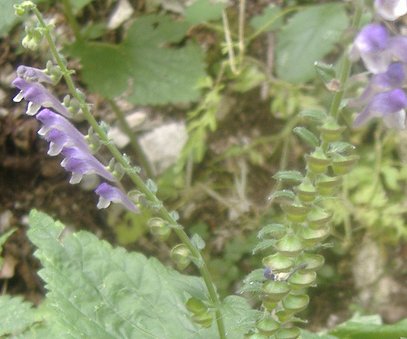 Scutellaria columnae / Scutellaria di Colonna