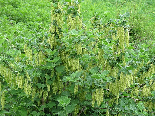 Ribes multiflorum / Ribes multifloro