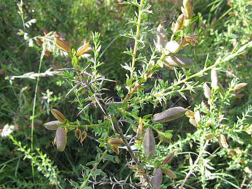 Genista anglica