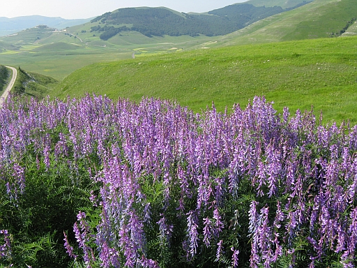 Vicia cfr. tenuifolia