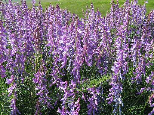 Vicia cfr. tenuifolia