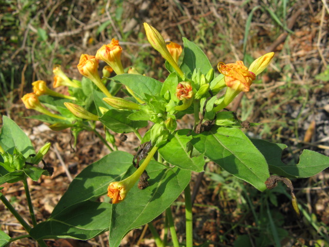 Mirabilis jalapa / Bella di notte