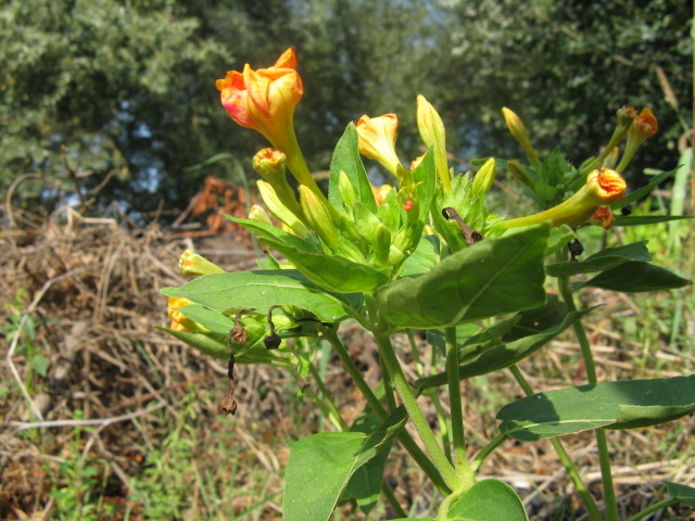 Mirabilis jalapa / Bella di notte