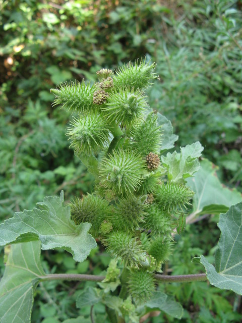 Xanthium italicum / Nappola italiana