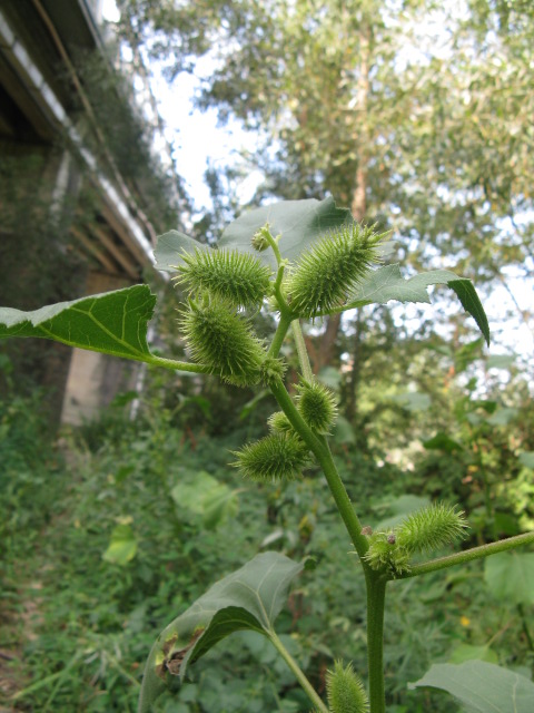Xanthium italicum / Nappola italiana