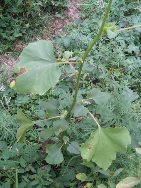Xanthium italicum / Nappola italiana