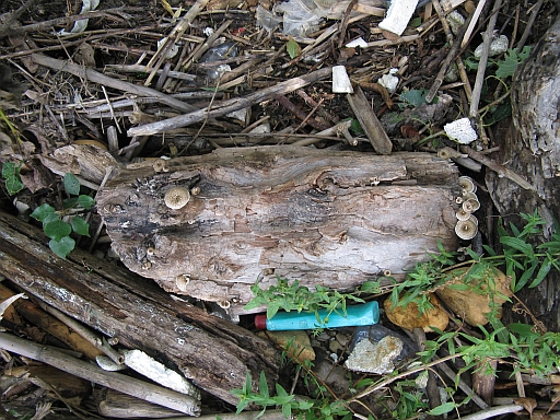 lignicolo tra i rifiuti...