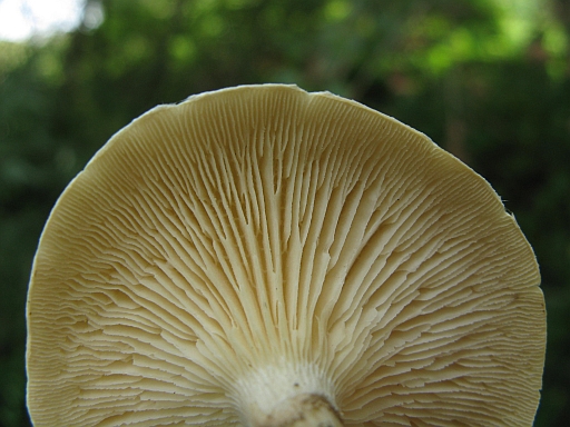 lignicolo tra i rifiuti...