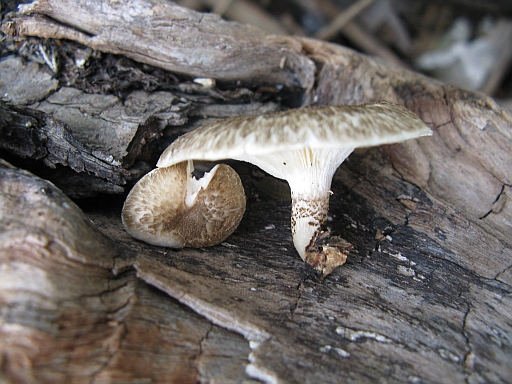 lignicolo tra i rifiuti...