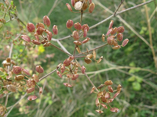 Pastinaca sativa ssp. urens