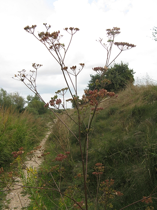 Pastinaca sativa ssp. urens