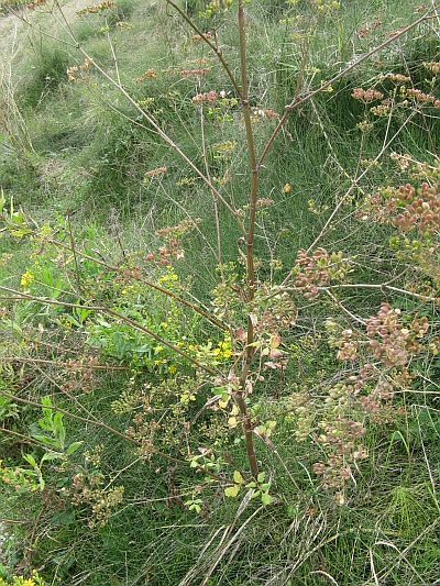 Pastinaca sativa ssp. urens