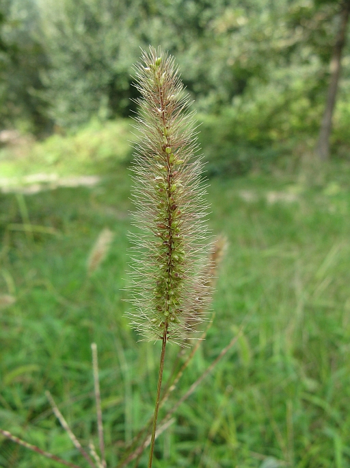 Da determinare (amb. umido) - Setaria sp.