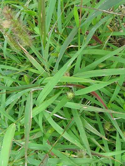 Da determinare (amb. umido) - Setaria sp.