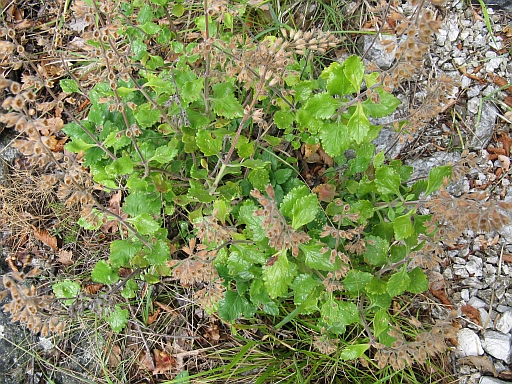 (nei pressi di una gola) - Teucrium flavum