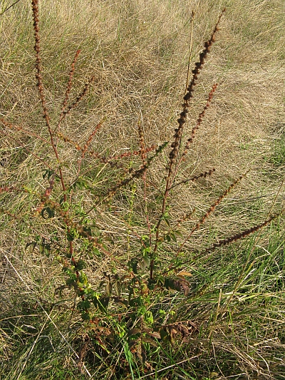Agrimonia eupatoria