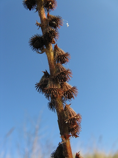 Agrimonia eupatoria