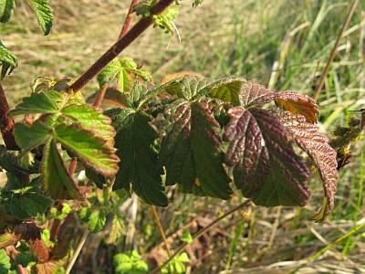 Agrimonia eupatoria