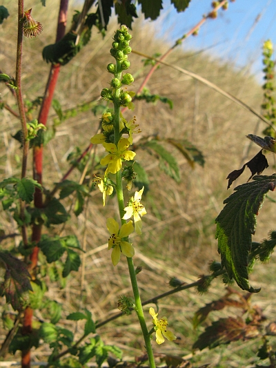 Agrimonia eupatoria
