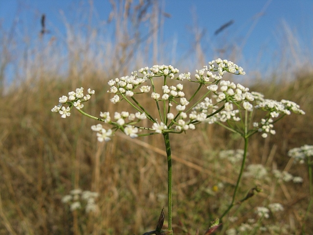 Pimpinella saxifraga /Tragoselino comune