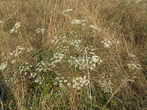 Pimpinella saxifraga /Tragoselino comune