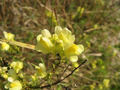 Linaria vulgaris