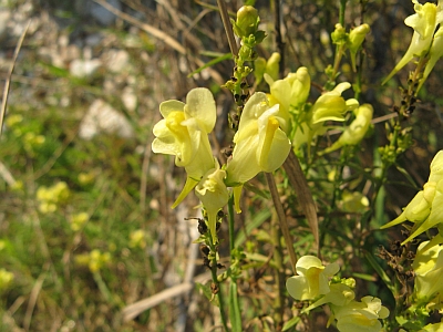 Linaria vulgaris