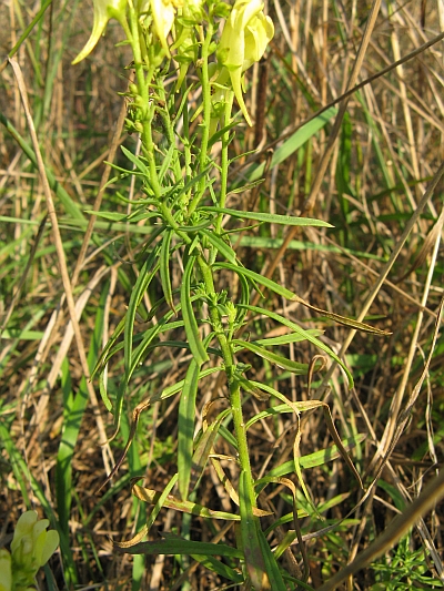 Linaria vulgaris